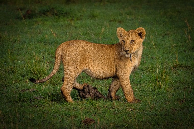 043 Masai Mara, leeuw.jpg